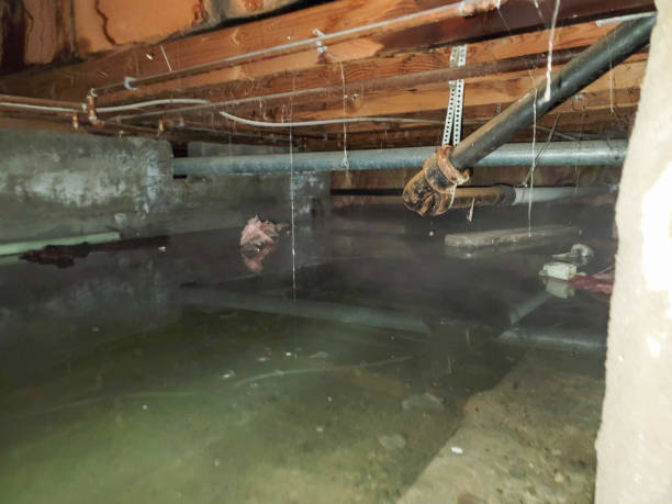 Best Mold removal after water damage  in Brighton, IL