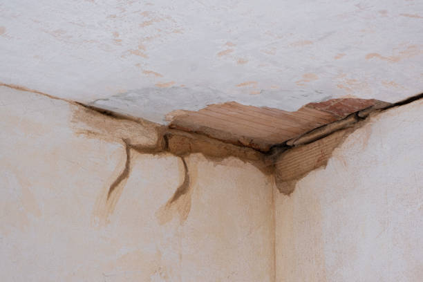Best Flood restoration services  in Brighton, IL